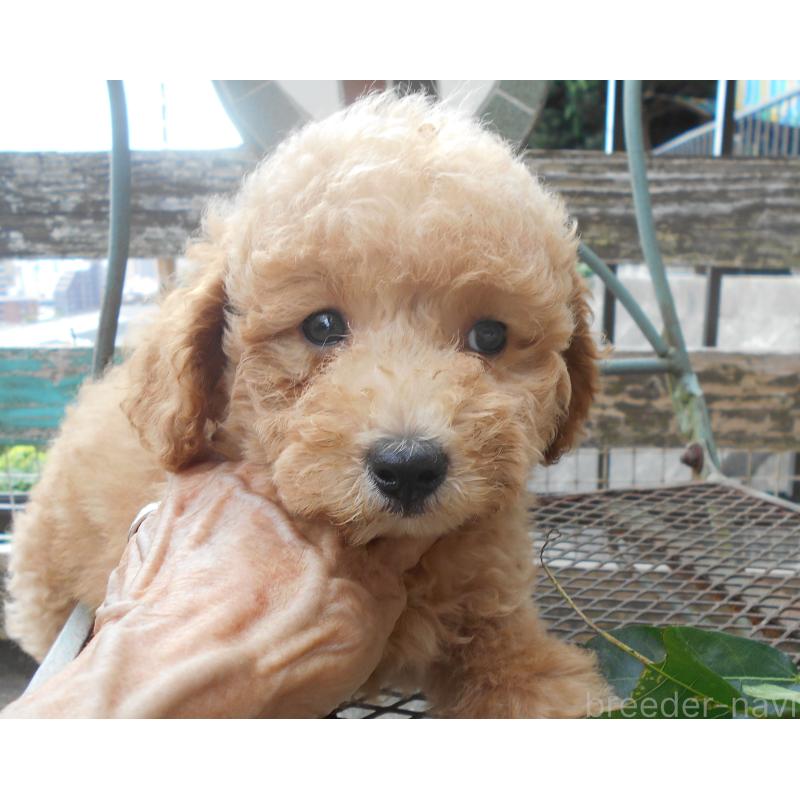 販売中の福岡県のタイニープードル-416526の2枚目